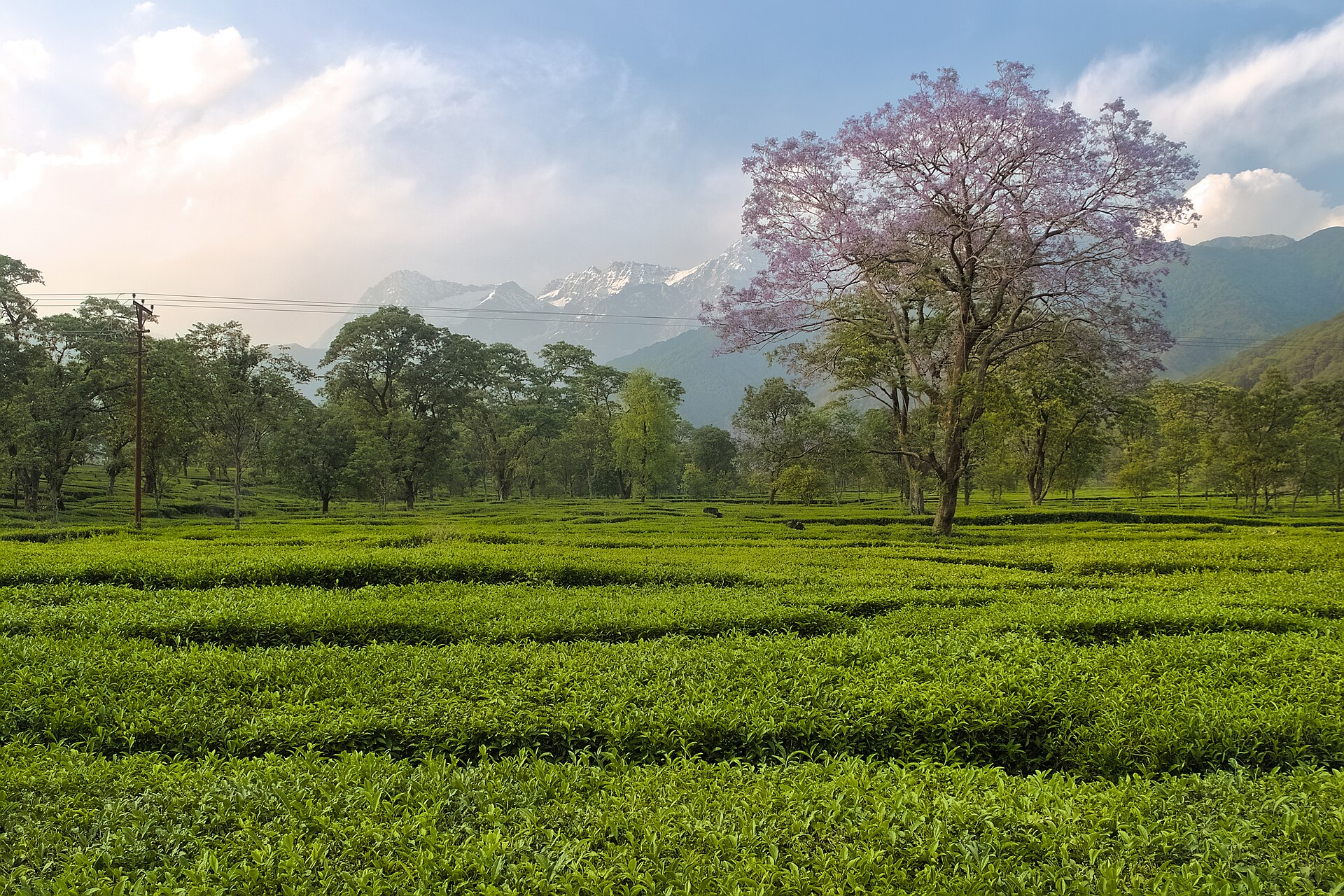 The tea gardens of the Kangra valley, where our tea is grown